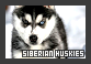  Dogs: Siberian Huskies