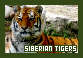  Tigers: Siberian