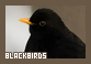  Birds: Blackbirds