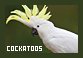  Birds: Cockatoos
