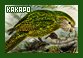  Parrots: Kakapos