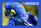  Birds: Parrots