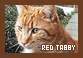  Cats: Red/Orange Tabby