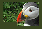  Birds: Puffins
