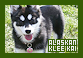  Dogs: Alaskan Klee Kai