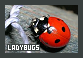 Marienkaefer ~ Ladybugs